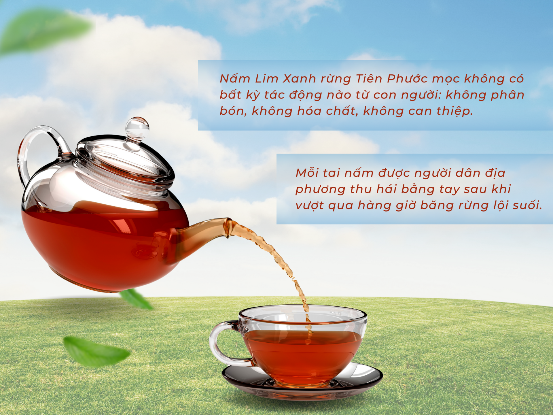 Vì sao Nấm Lim Xanh Tiên Phước lại được săn lùng? nấm lim xanh trimico